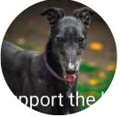 Greyhound Rescue And Co-ordinated Emergencies (GRACE)